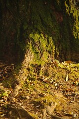 autumn in the forest