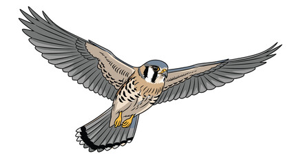 Naklejka premium Majestic American Kestrel soars with wings spread wide, a symbol of freedom and natural beauty in flight
