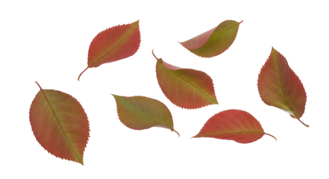 Vibrant Collection of Autumn Leaves A Delicate Symphony of Color and Texture