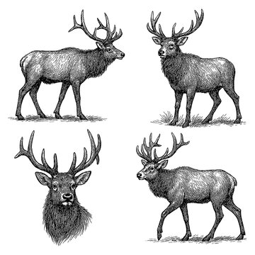 Male elk stag poses in detailed hand drawn vintage engraving style, Transparent Background