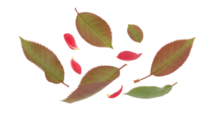 Vibrant collection of fresh green and reddish leaves, with delicate petals scattered on a pristine white background, showcasing organic textures for seasonal design