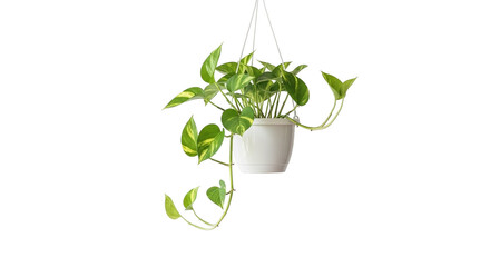 Minimalist Hanging Decorative Plant on White Backdrop PNG Clean