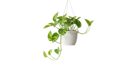 Minimalist Hanging Decorative Plant on White Backdrop PNG Clean