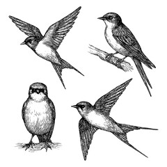 Swallow bird set in detailed vintage engraving style with multiple flying and perched poses, Transparent Background
