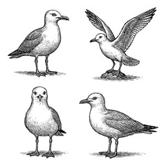 Obraz premium Seagull set in detailed vintage engraving style with multiple poses, Transparent Background