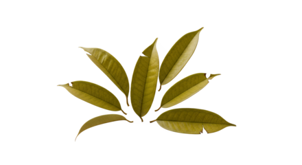 Olive-Green Leaves Arranged in a Fan Shape on White Background, Minimalist Still Life, Nature-Inspired Decor