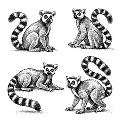 Ring-tailed lemur set in detailed vintage engraving style showing multiple poses, Transparent Background © SenorPinky
