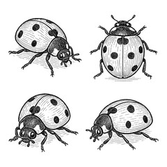 Obraz premium Ladybug set in detailed vintage engraving style with multiple angles, Transparent Background