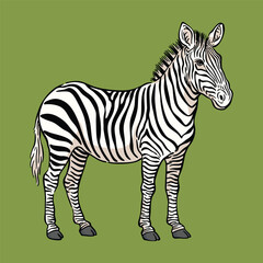 Zebra Illustration, Wild Animal Line Art Vector