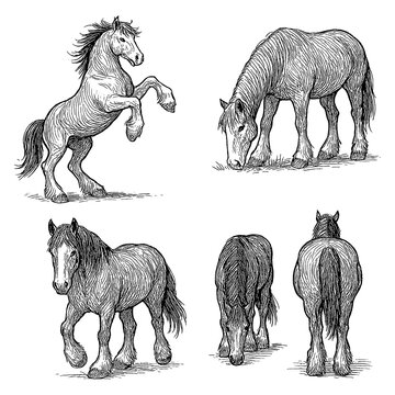 Clydesdale horse set in detailed vintage engraving style with multiple poses, Transparent Background