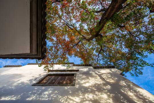 Nanjing Laomendong old town Huizhou-style architecture and Chinese tallow tree autumn scenery, China