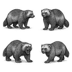 Wolverine sketches in detailed vintage engraving style, Transparent Background