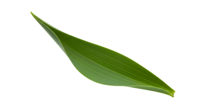 A single, vibrant green leaf gracefully curving against a stark white background, evoking natural simplicity and freshness