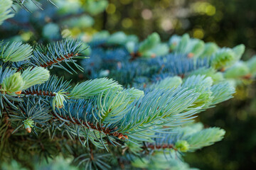 Close-up of young leaves of Norway spruce in spring.