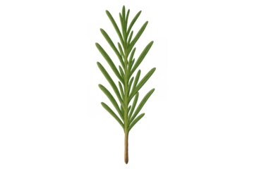 Rosemary sprig illustration designing culinary dishes and herbal medicine concepts with fresh aromatic leaves, transparent background