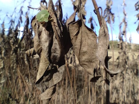 Chinche verde soobre plantas secas