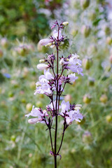 Fototapeta premium Neat and beautiful penstemon flowers in the garden.