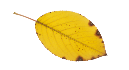 Vibrant Autumn Leaf Close-up of a Yellow Leaf with Brown Spots, Isolated on White Background