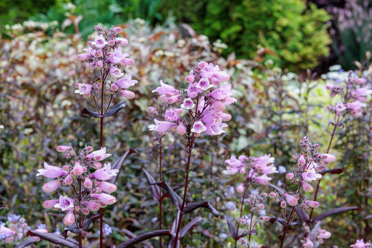 Penstemon Dark Tower flowers blooming neatly in the early summer garden.