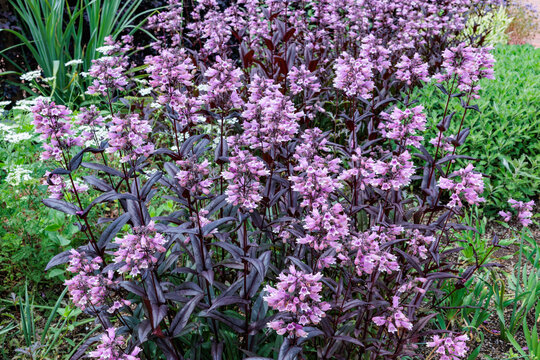 Penstemon Dark Tower flowers blooming neatly in the early summer garden.