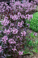 Obraz premium Penstemon Dark Tower flowers blooming neatly in the early summer garden.