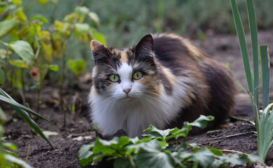 A tricolor cat in a flowerbed
