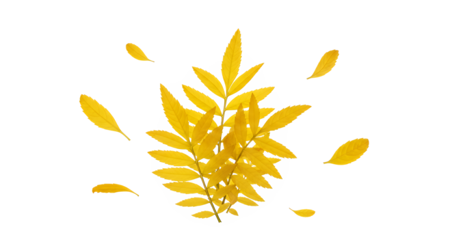 Vibrant Yellow Leaves Falling in Autumn Breeze A Serene Nature Scene