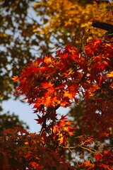 red maple leaves