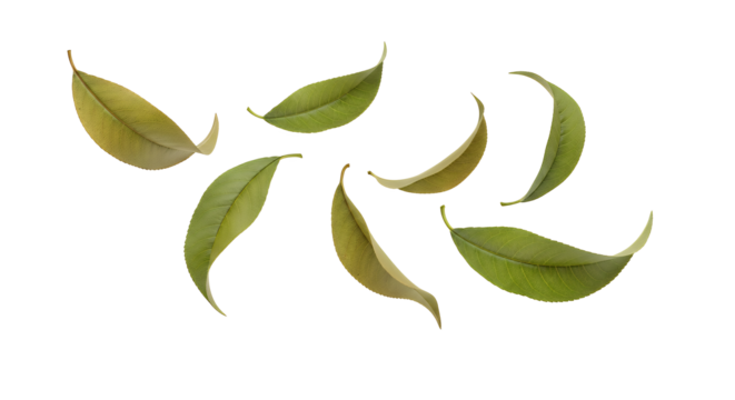 Elegant Green Leaf Collection A Fresh Botanical Composition