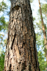 Close up wooden surface with natural cracks