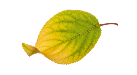 Vibrant Autumn Leaf Close-up of a Colorful, Turning Leaf with Yellow and Green Hues Against White