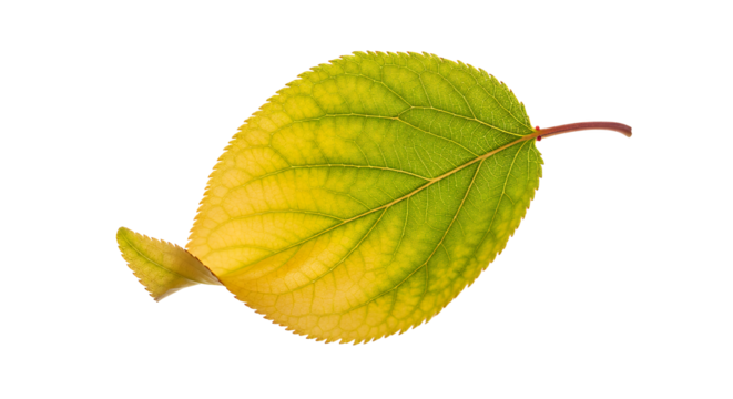 Vibrant Autumn Leaf Close-up of a Colorful, Turning Leaf with Yellow and Green Hues Against White