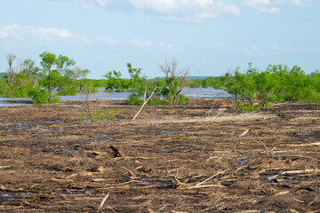 Limbs off tree floating in flood outside Cleveland oklahoma