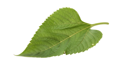 A vibrant green serrated leaf, isolated on a pure white background, showcasing its detailed veins and textured surface