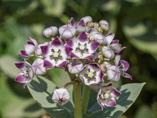 Closeup view of purple and white cluster of flowers of calotropis procera bush aka apple of Sodom, roostertree or king's crown blooming outdoors in the wild