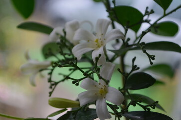 Blooming Muraya Paniculata Orange Jasmine Flower