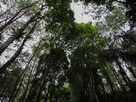 Low Angle View of Trees in Forest