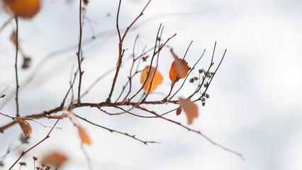 Branches in winter