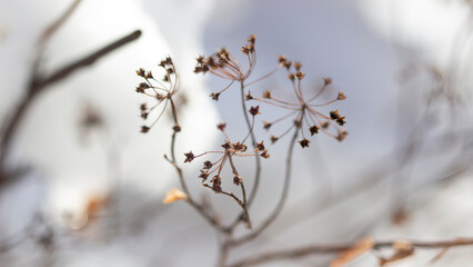 Branches against a background of snow