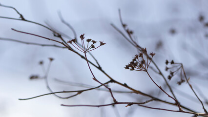 Branches in winter