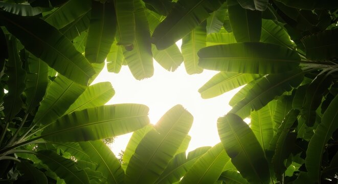 Banana leaves form a tropical canopy against bright sunlight