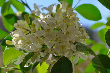 Blooming Muraya Paniculata Orange Jasmine Flower
