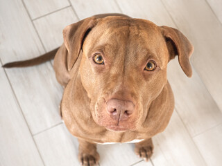 Cute dog. Close-up, indoor. Directly above, day light. Concept of care, training and raising pets