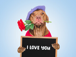 Cute dog and inscription I Love You. Close-up, indoors. Studio shot. Congratulations for family, relatives, loved ones, friends and colleagues. Pet care concept