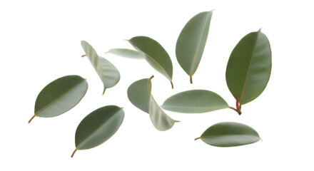 Scattered Rubber Plant Leaves on a White Background