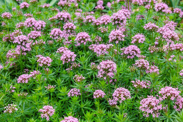 Obraz premium Pretty pink flowers of Phopsis stylosa blooming in the early summer garden.