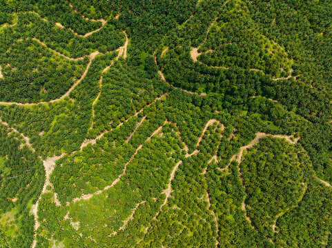 Aerial drone of oil palm plantations in asia. Palm oil estate. Borneo, Malaysia.