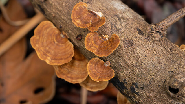 Wild Turkey Tail Fungi on Decaying Wood