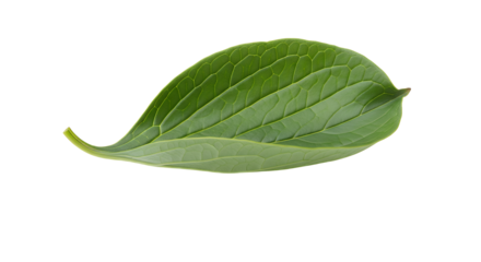 Vibrant green leaf with intricate natural vein patterns and fresh organic texture, isolated on a pure white background. Detailed botanical close-up highlighting the beauty of healthy plant