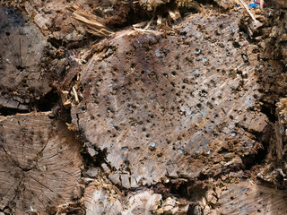 Bulletproof wooden logs with traces of bullet holes in the shooting range